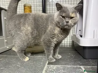 British Shorthair cats British shorthair Kittens - Advert 18