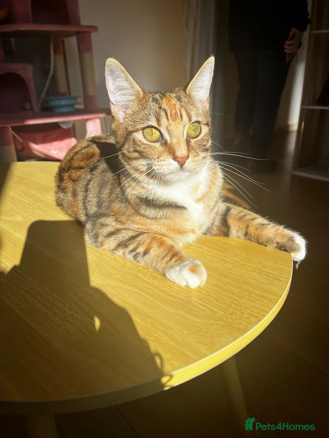 Mixed Breed cats for sale: 2  beautiful female cats in Southampton - Advert 6