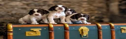 English Springer Spaniel dogs for sale: KC Registered English Springer Spaniel Puppies - Advert 12