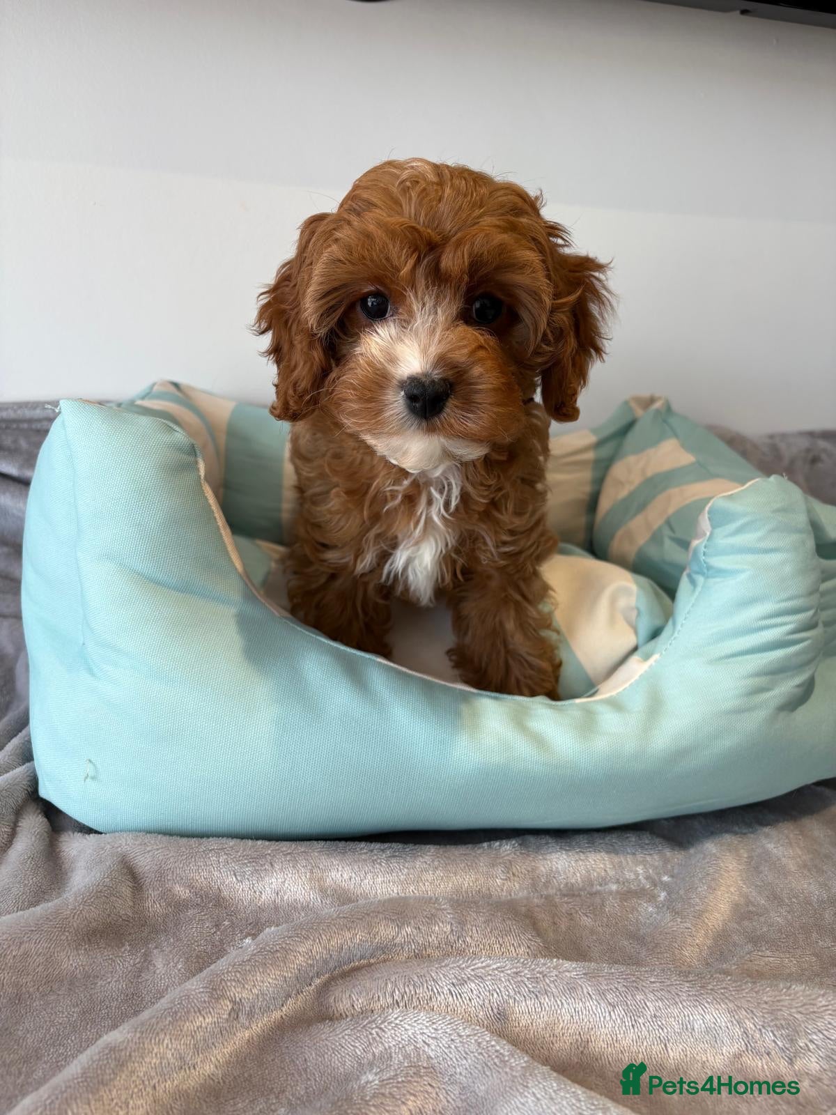 Cavapoo dogs 🐾 Stunning Cavapoo Puppies 🐾 - Advert 2