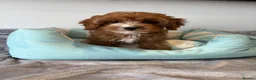 Cavapoo dogs for sale: 🐾 Stunning Cavapoo Puppies 🐾 in Sunderland - Advert 2