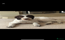 Labradoodle dogs for sale: Therapy breeder 5th gen miniature F1bbbb - Image 11