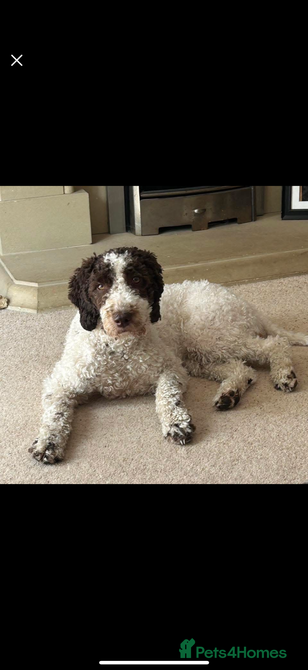 Labradoodle dogs for sale: Therapy breeder 5th gen miniature F1bbbb - Image 11