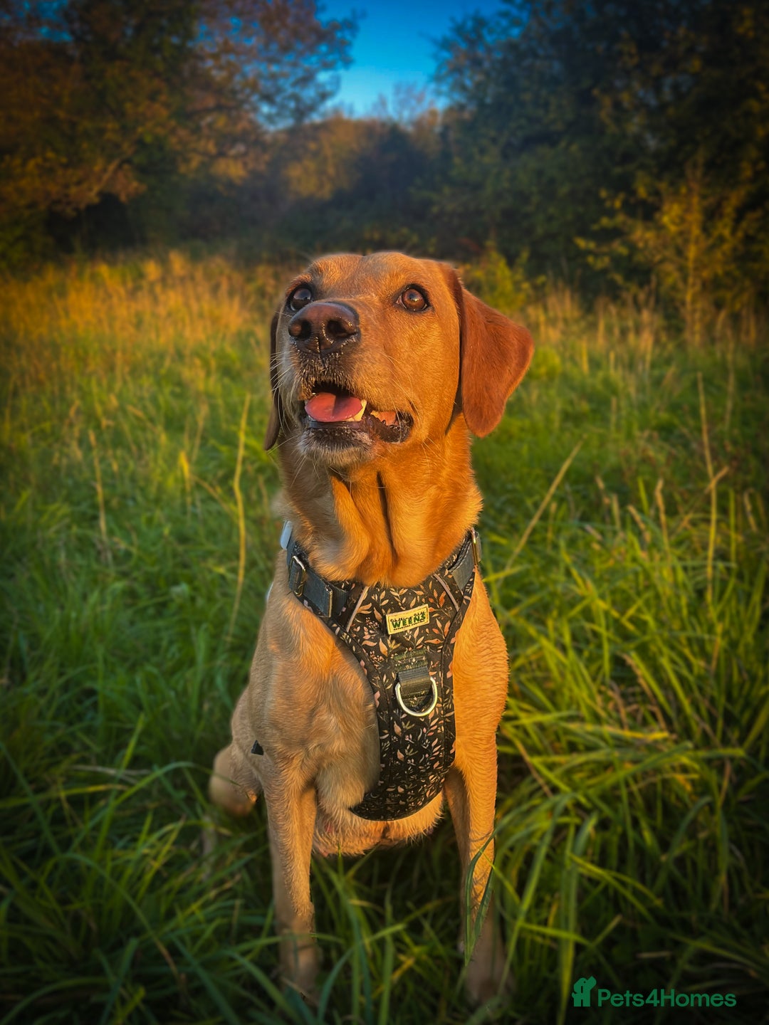 Labrador Retriever dogs for sale: Extensively Health tested Red fox Labradors 🧡 - Image 2