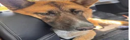 Mixed Breed dogs for sale: Adorable German Shepherd x Akita Needs loving Home - Advert 2
