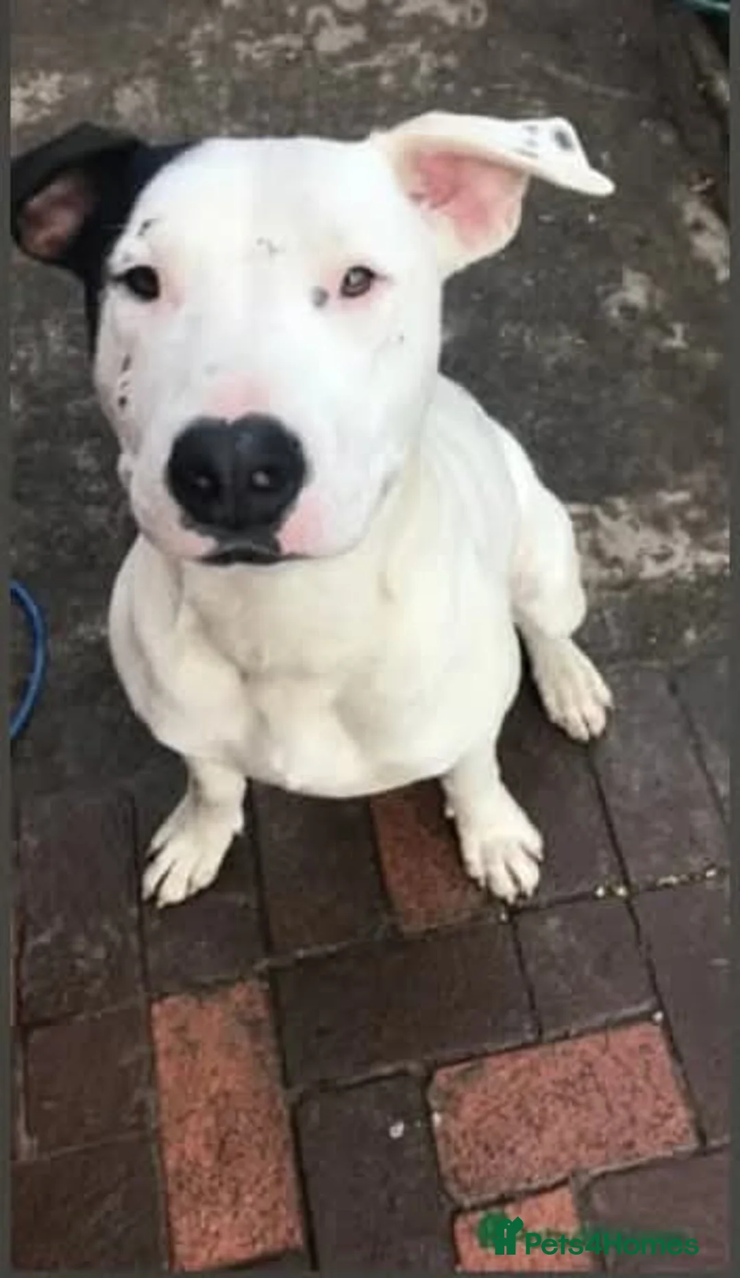 Mixed Breed dogs for adoption: Meet Lefty&Bullseye, residing in Merseyside  in Middlewich - Advert 3