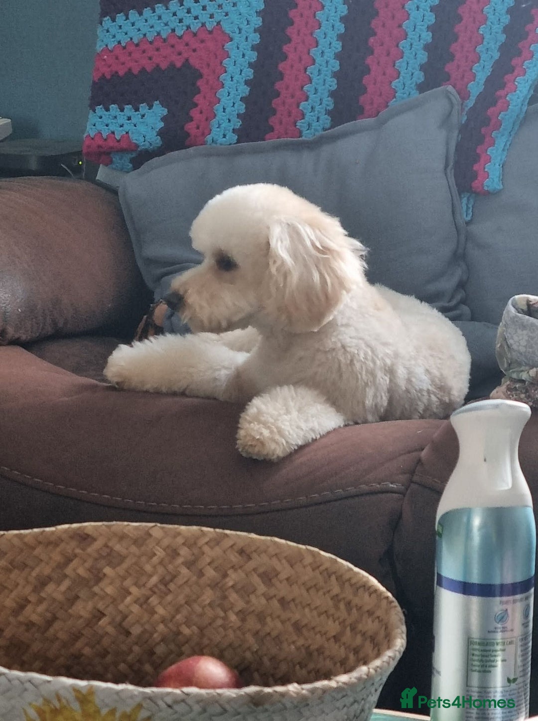 Poodle dogs for sale: Poodles  - Advert 2