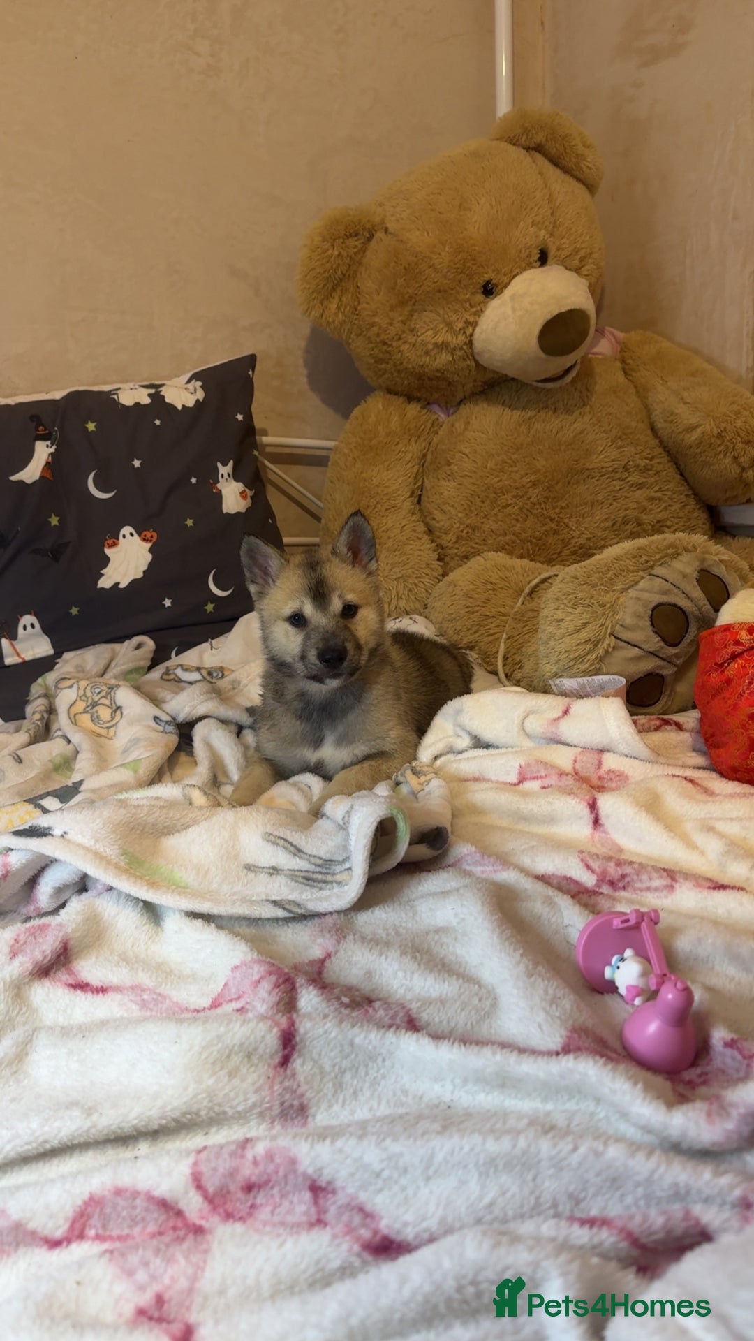 Siberian Husky dogs for sale: Siberian husky  - Advert 38