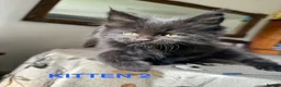 Maine Coon cats for sale: LARGE MAINE COON KITTENS - Advert 4