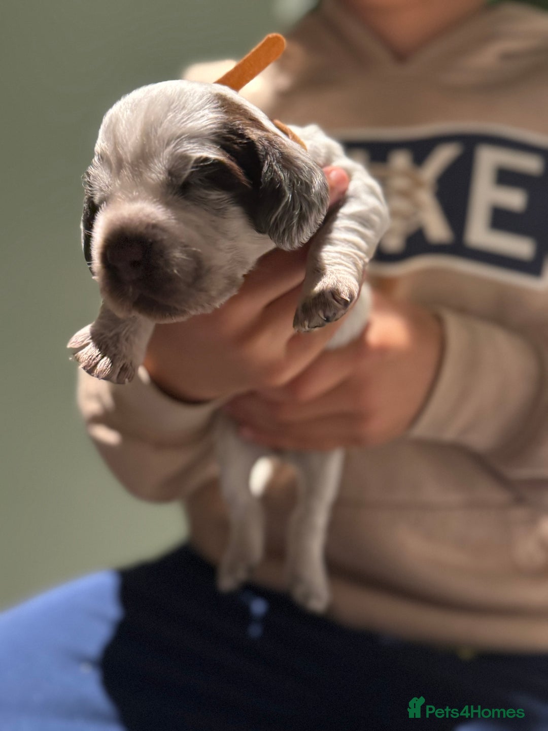 Cocker Spaniel dogs for sale: 8 beautiful show cocker puppies for sale - Advert 11