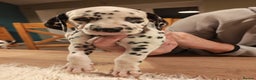 Dalmatian dogs for sale: Ready now - Champion Boys in the making!! - Advert 27