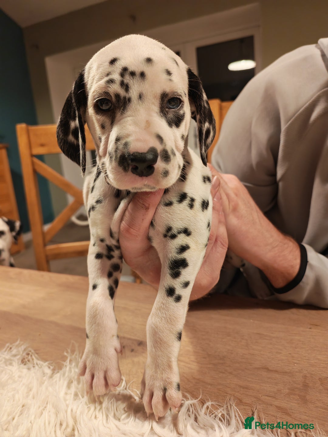 Dalmatian dogs for sale: Ready now - Champion Boys in the making!! - Advert 27