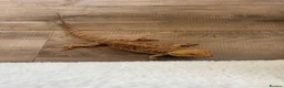 Bearded Dragon reptiles for sale: 1 year old, Bearded Dragon - Full Setup Included  - Advert 3