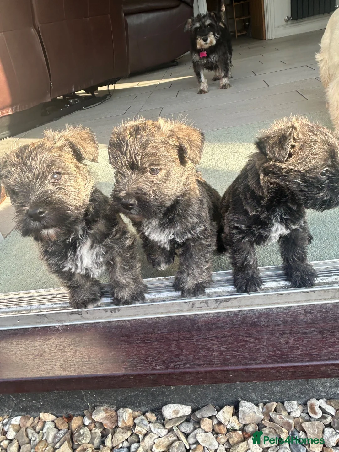 Mixed Breed dogs for sale: Beautiful Wowzer pups - Advert 8