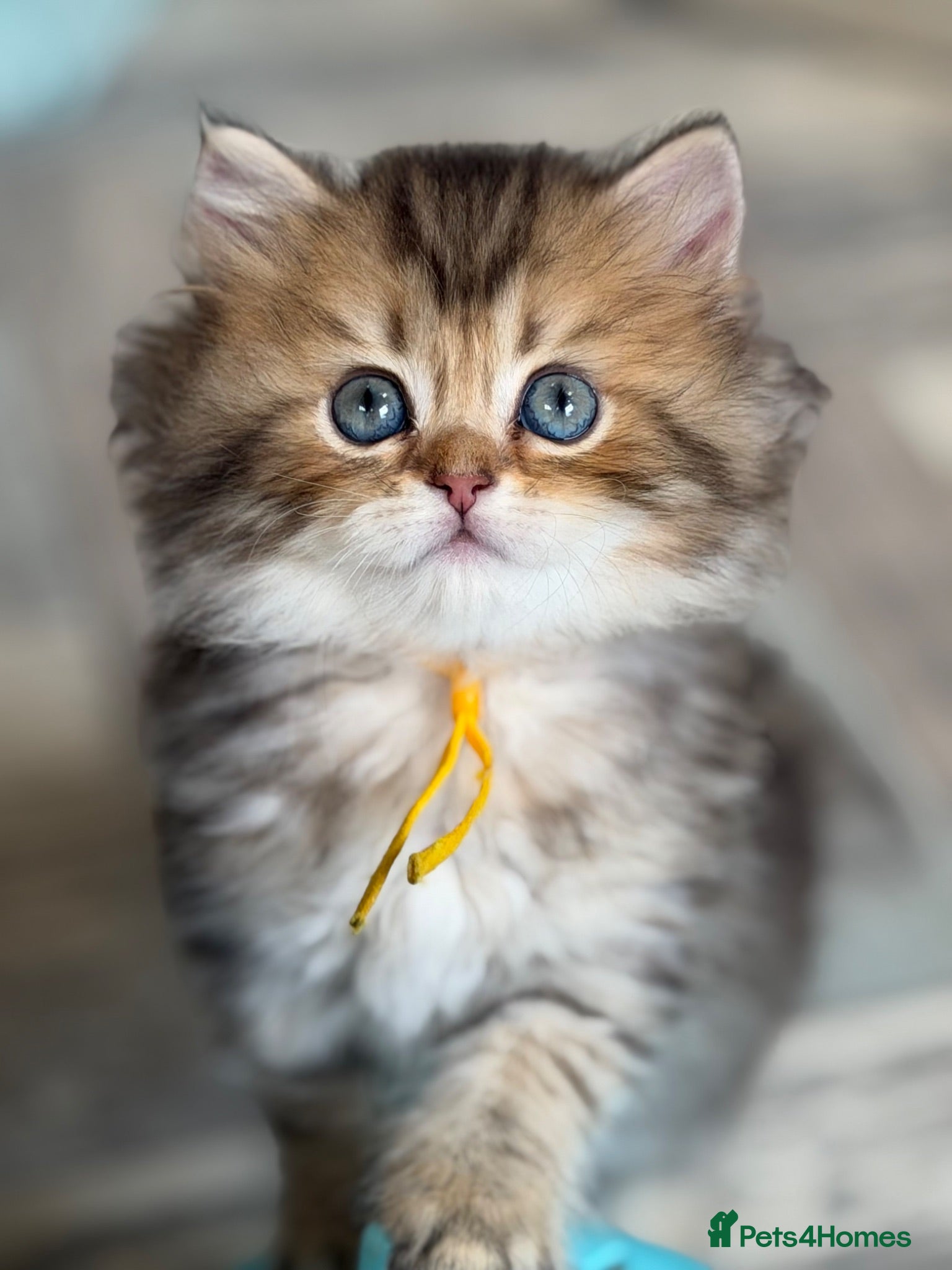 British Longhair cats British LH/SH adorable golden kittens TICA  - Advert 9