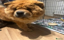 Mixed Breed dogs for sale: Akita x chow chow  - Image 4