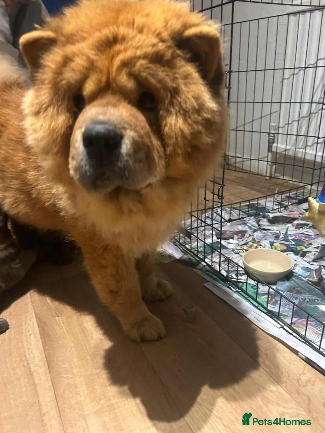 Mixed Breed dogs for sale: Akita x chow chow  - Image 4