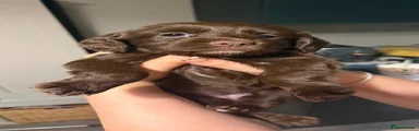 Girl 2