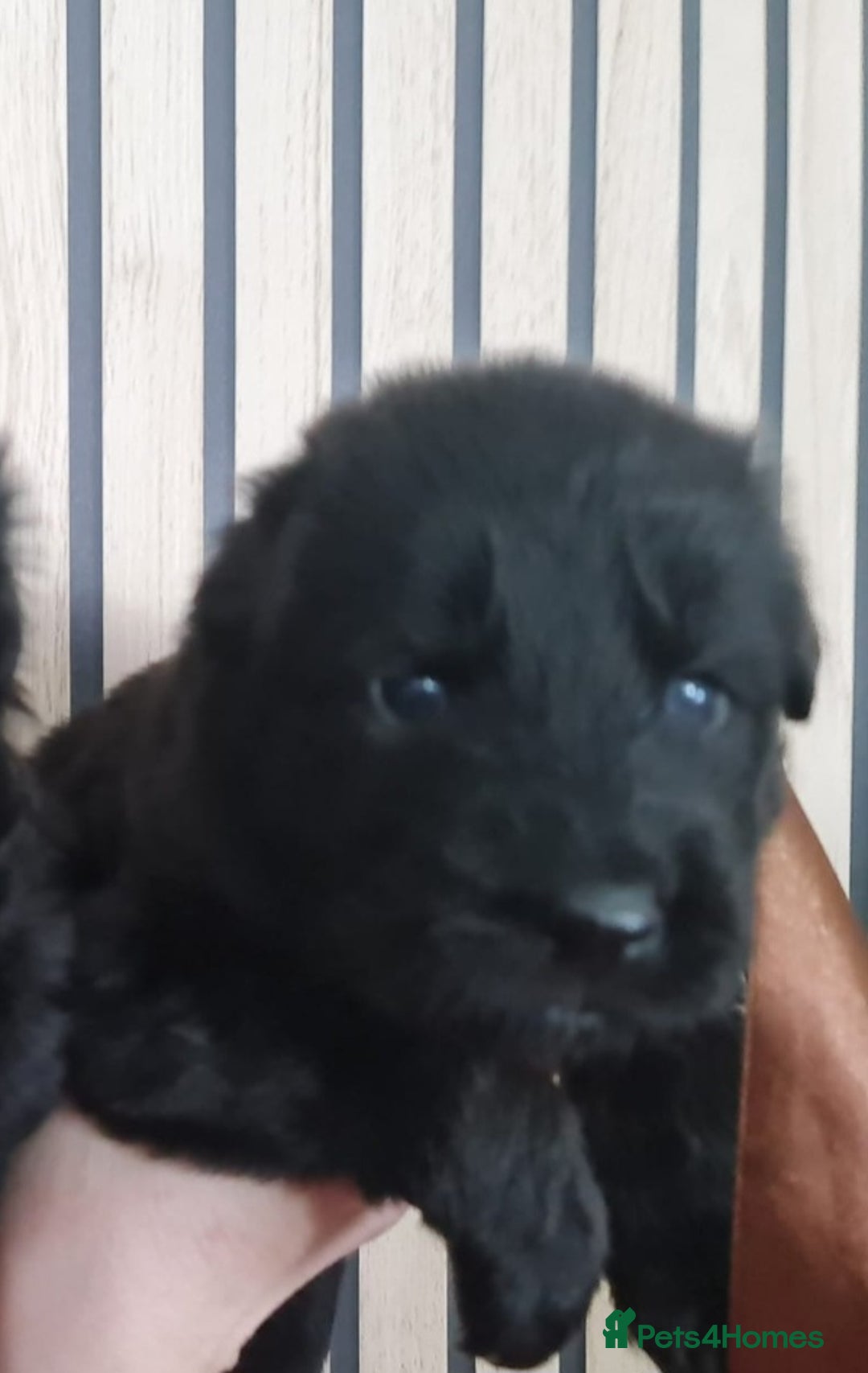 German Shepherd dogs for sale: KC, Top Quality Long Hair GSD Puppies  - Advert 25