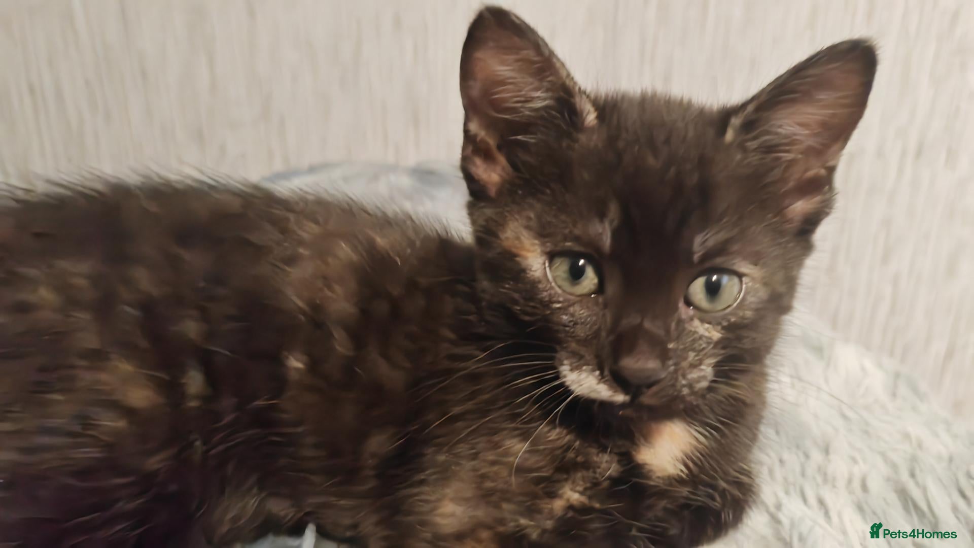 Mixed Breed cats Kittens - Advert 15