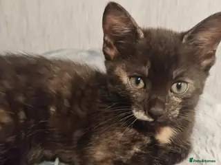 Mixed Breed cats Kittens - Advert 15