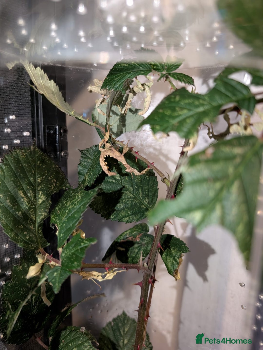 Stick Insects invertebrates for sale: Baby Macleay's Spectre Stick Insects - Advert 2