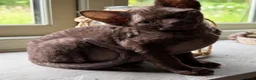 Devon Rex cats for sale:  GCCF registered  Devon Rex kittens available  in Leominster - Advert 5