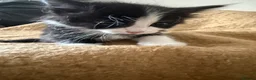 Mixed Breed cats for sale: Beautiful kittens looking for their forever homes - Advert 3