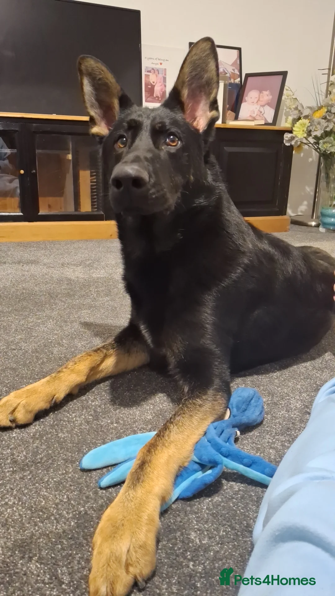 German Shepherd dogs for sale: Beautiful boy rocco.  - Advert 1