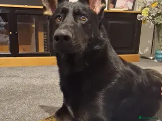 German Shepherd dogs Beautiful boy rocco. - Advert 18