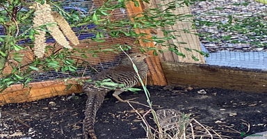 Pheasants poultry - Advert 6