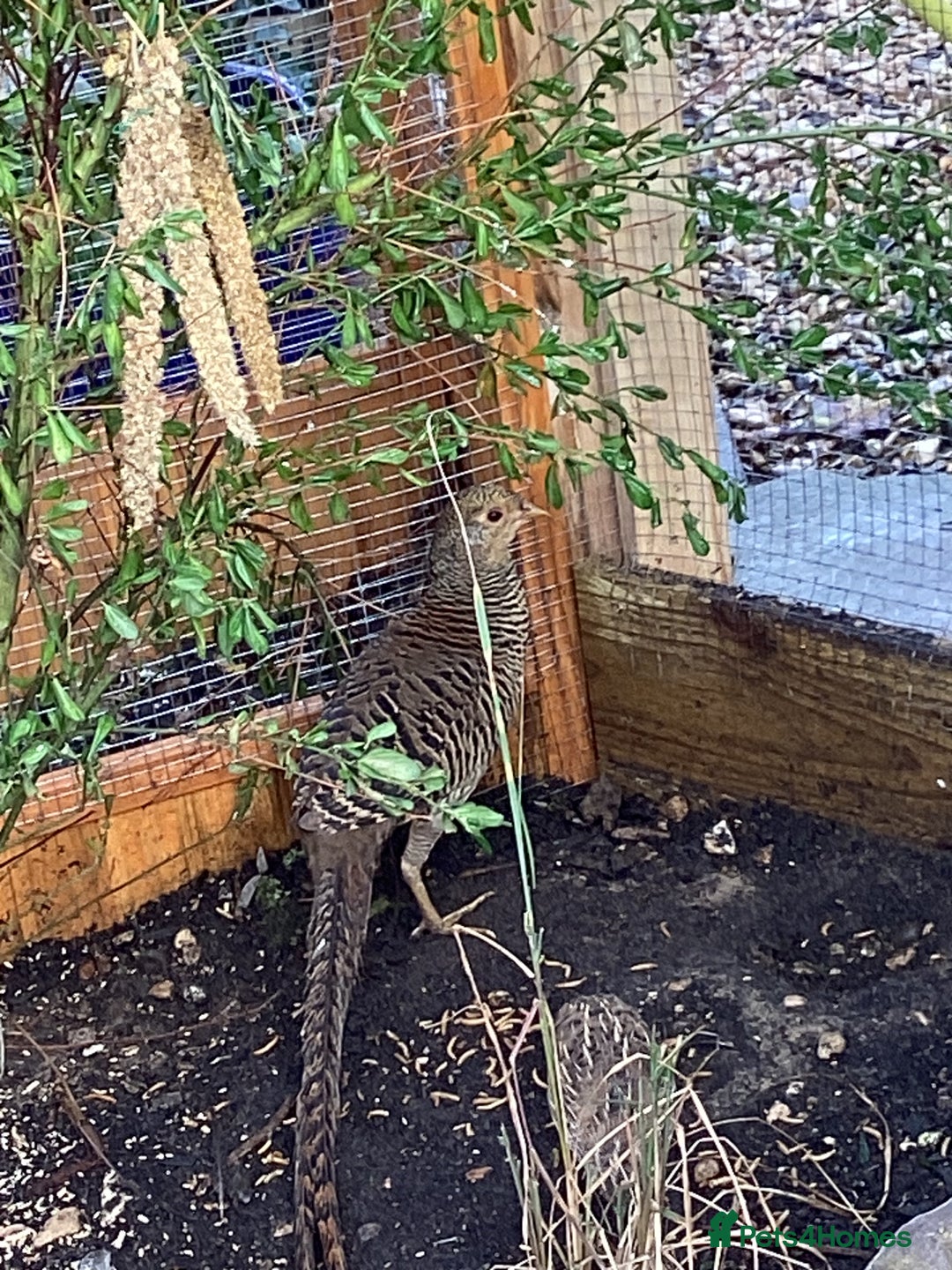 Pheasants poultry for sale: Paired of Golden Pheasants  - Image 2