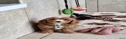 Cavapoochon dogs for sale: Beautiful Cavapoochons puppies - Advert 37