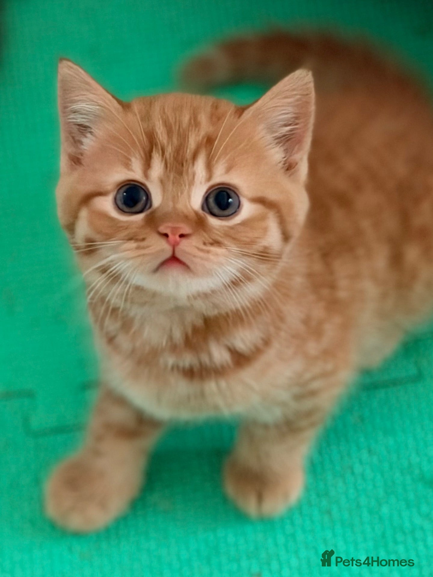 British Shorthair cats 🐈🇬🇧✅BSH 2 boys left 💜Tica reg  - Advert 2