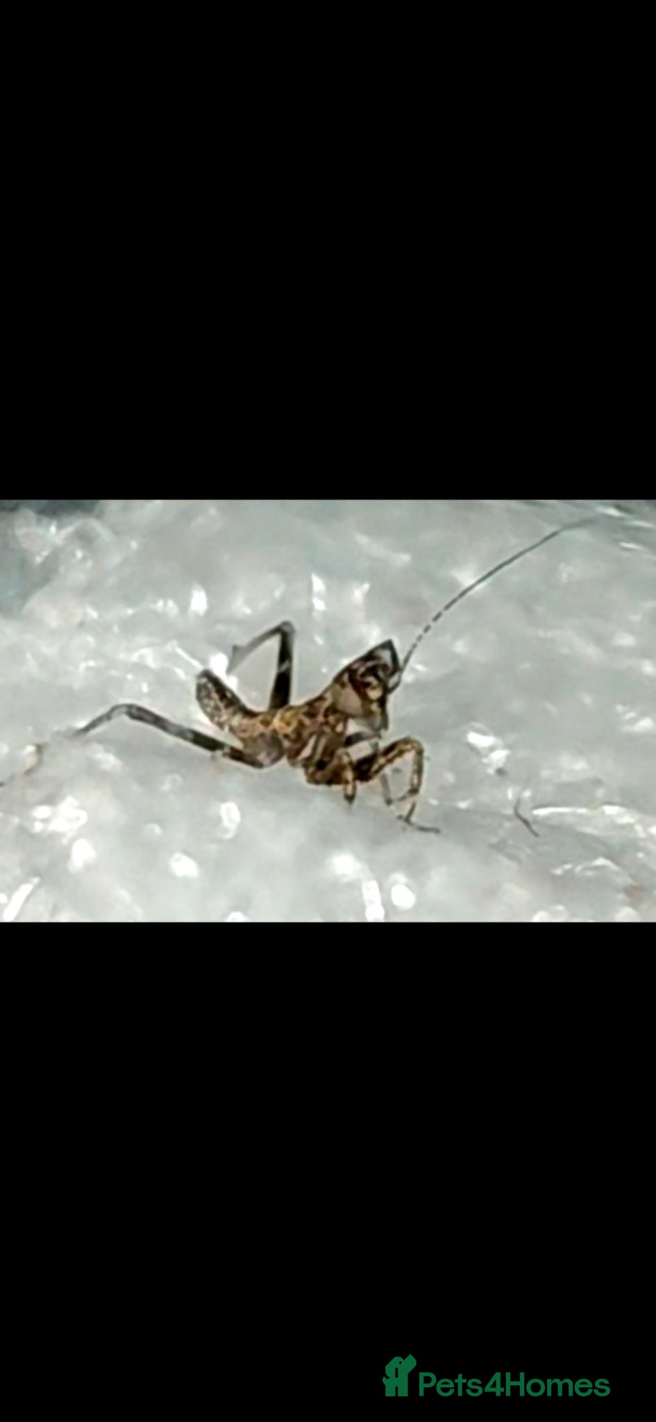 Praying Mantis invertebrates for sale: European Dwarf mantis Nymphs (Ameles sp.) in Newport Pagnell - Advert 4