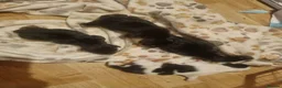 Jack Russell dogs for sale: 2 left...  Jack Russell pups - Advert 4