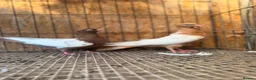 Pigeons birds for sale: IMPORTED IRANIAN SINEH PIGEONS - Advert 7