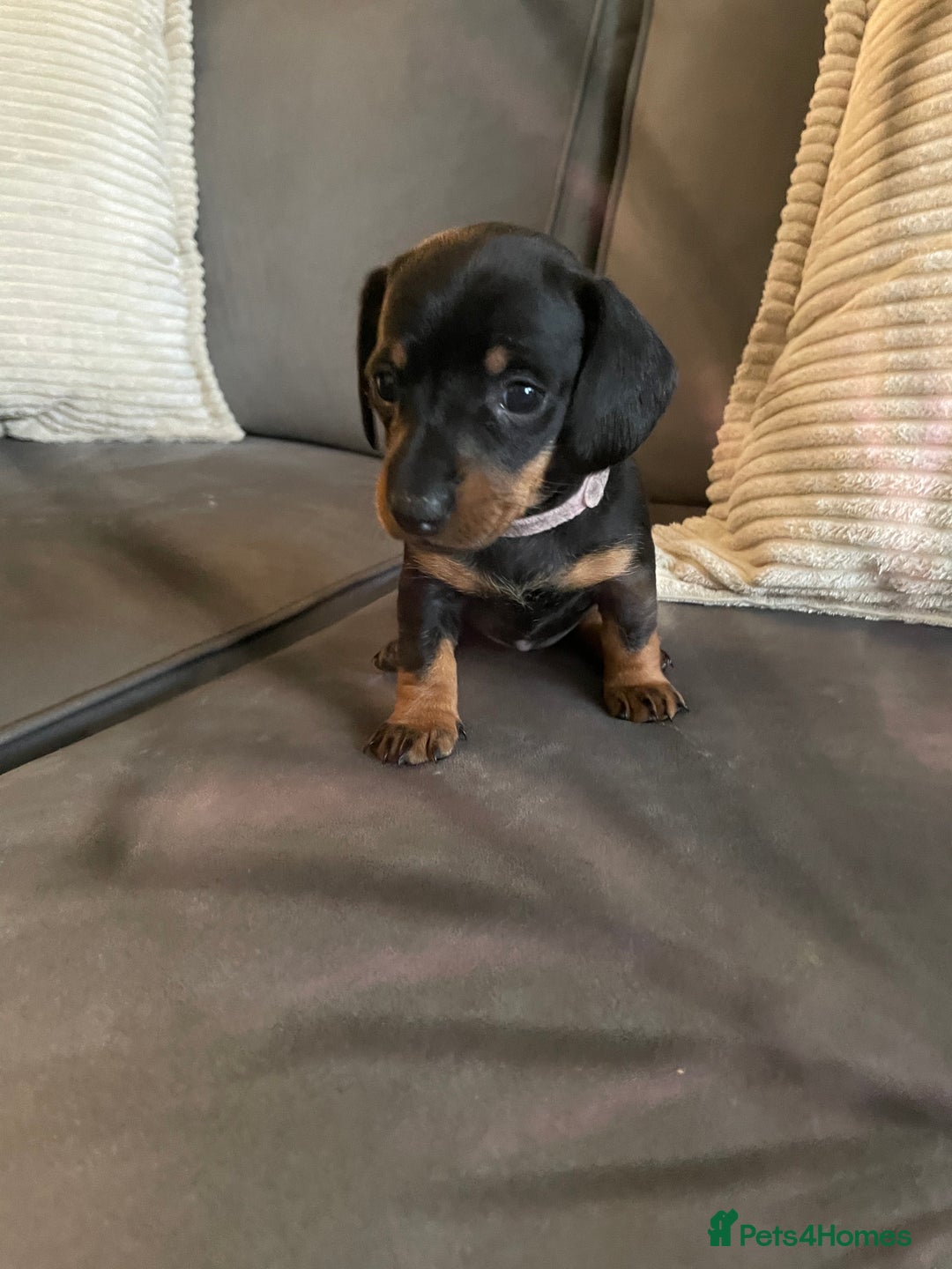 Miniature Dachshund dogs for sale: Miniature Dachshund puppies-ready early December  - Advert 2