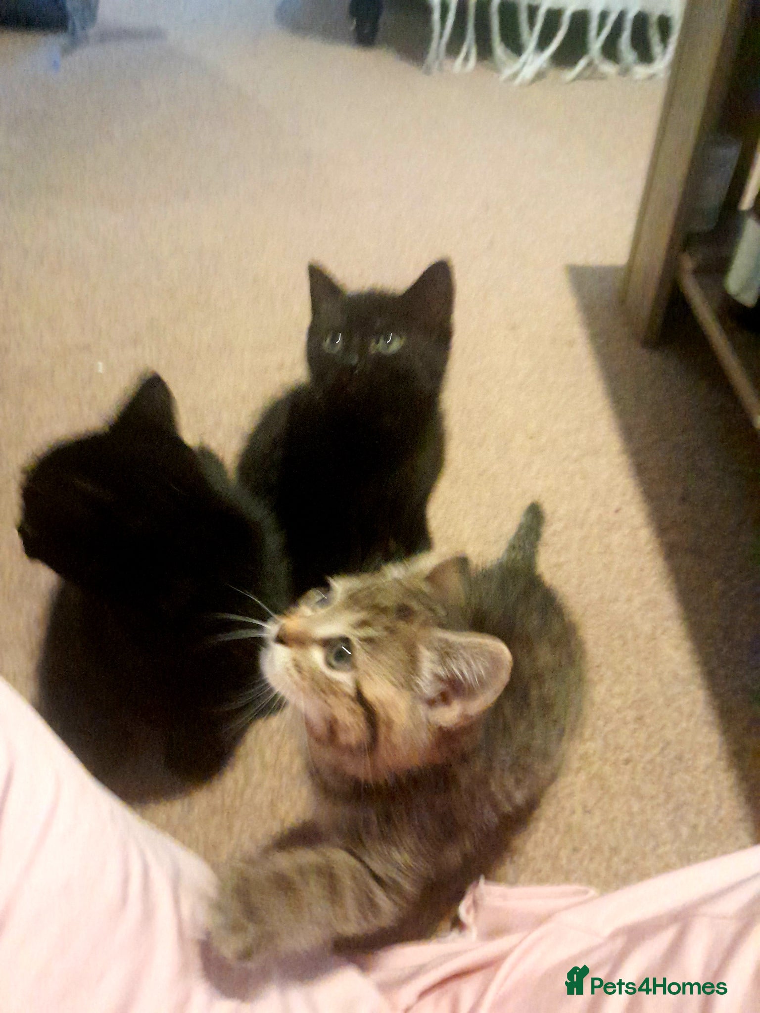 British Shorthair cats Beautiful kitty's for sale - Advert 2