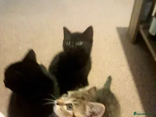 British Shorthair cats Beautiful kitty's for sale - Advert 2