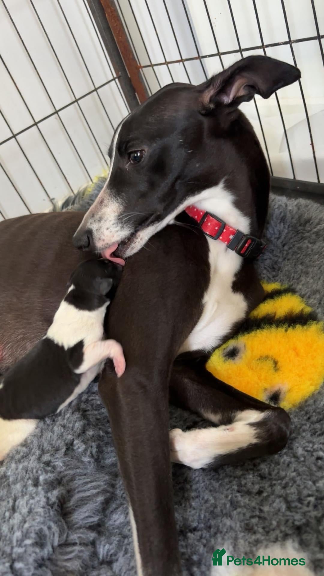 Whippet dogs TWO STUNNING BLACK & WHITE BOYS  - Advert 2