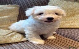 Maltipoo dogs for sale: Fully dna tested Maltipoos  - Image 2