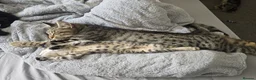 Mixed Breed cats for sale: 3 playful kittens for sale. - Advert 2