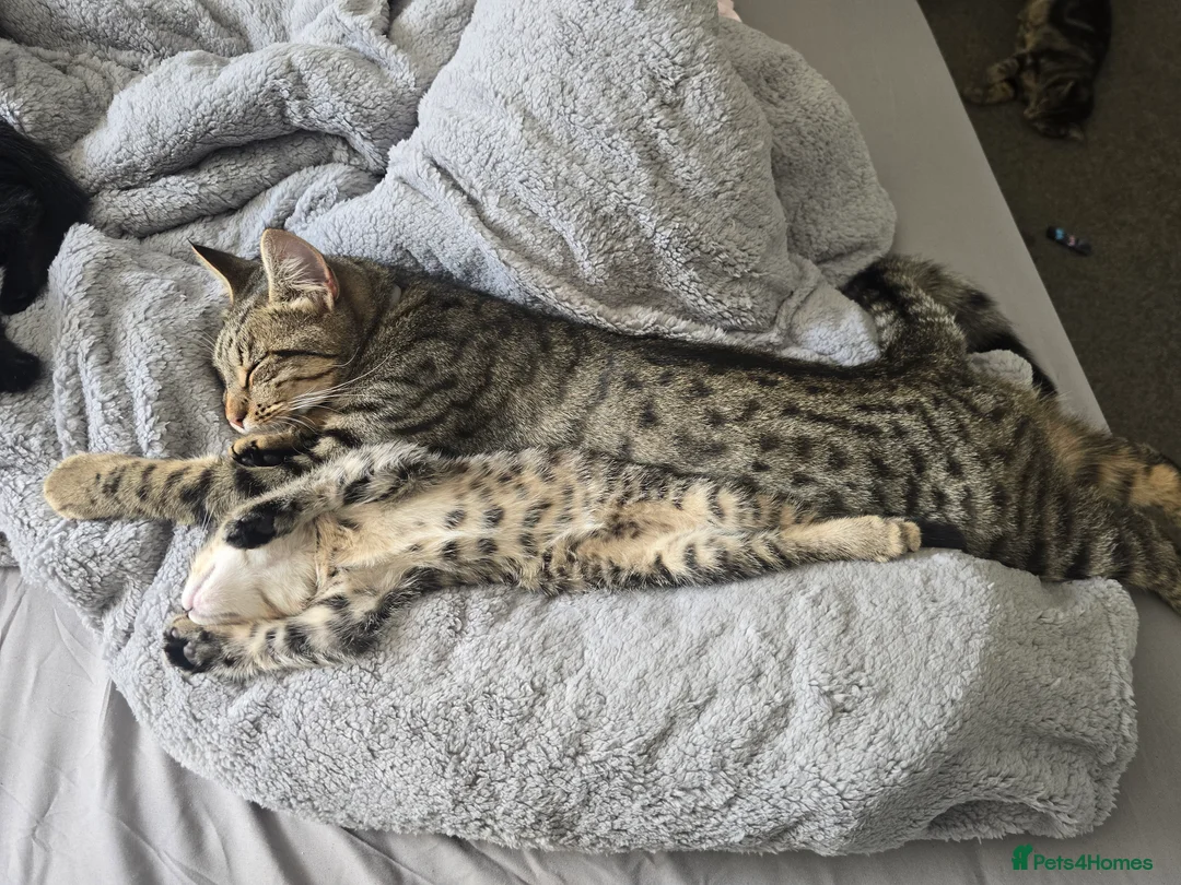Mixed Breed cats for sale: 3 playful kittens for sale. - Advert 2