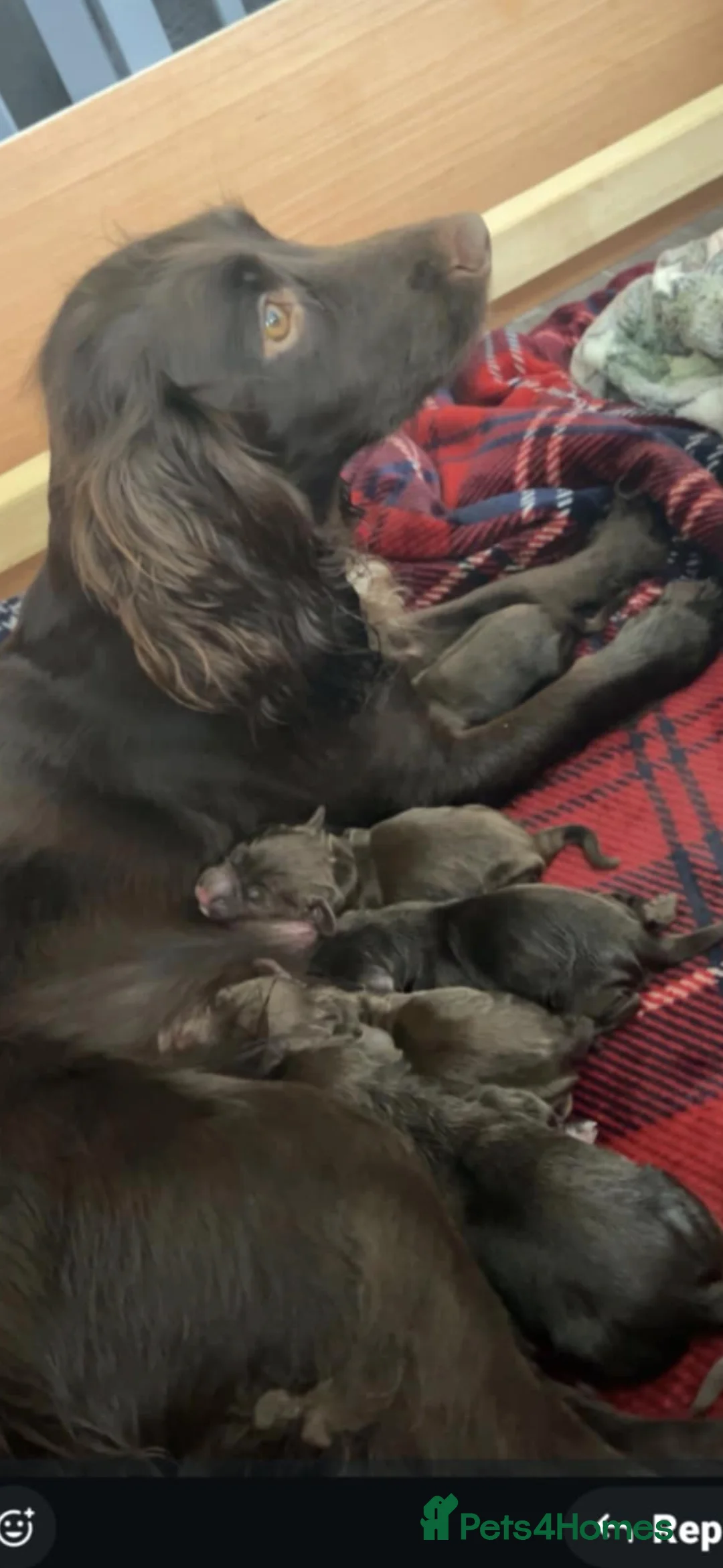 Cocker Spaniel dogs for sale: Cocker spaniel  - Advert 1