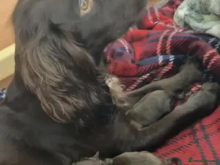 Cocker Spaniel dogs Cocker spaniel - Advert 3