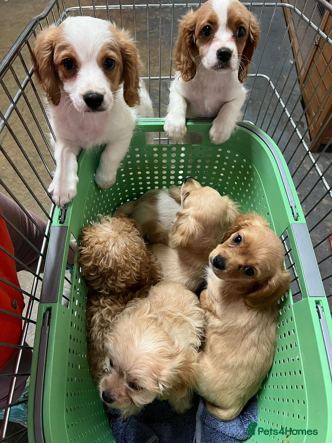 Cavapoo dogs for sale: BEAUTIFUL CAVAPOO PUPPIES - Advert 9