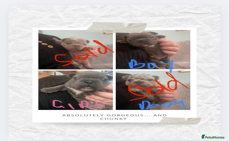 French Bulldog dogs - Advert 12