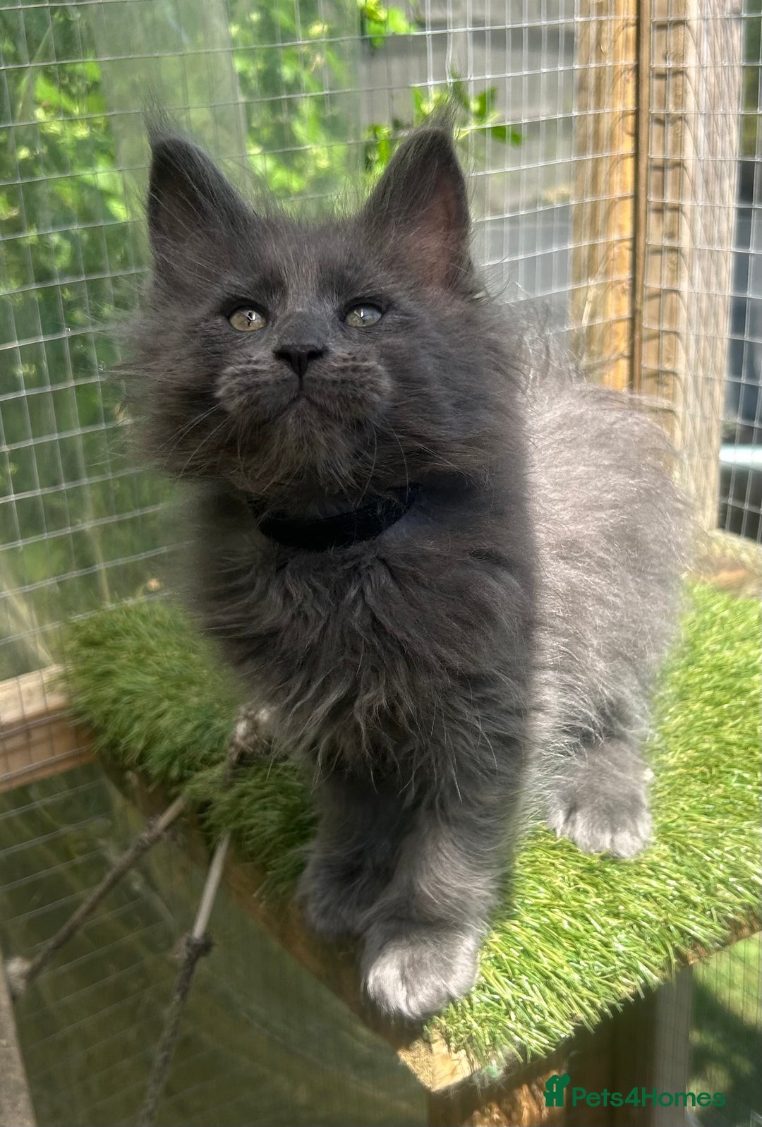 Maine Coon cats for sale: 🔥 TICA Maine coon kittens 🔥  READY NOW 💕💕 - Image 6