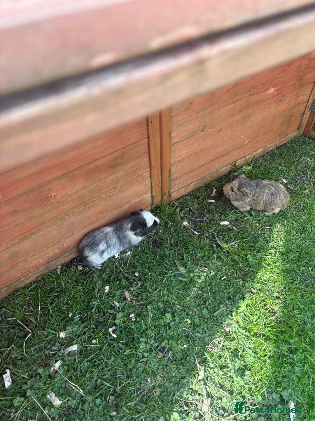 Guinea Pig rodents for sale: Bonded boars brothers sheltie - Advert 2